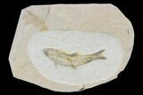 Cretaceous Fossil Fish - Morocco #104394-1